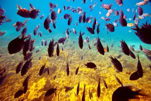 The Ultimate Guide to Scuba Diving in the Andaman Islands